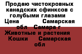 Продаю чистокровных канадских сфинксов с голубыми глазами › Цена ­ 5 000 - Самарская обл., Самара г. Животные и растения » Кошки   . Самарская обл.